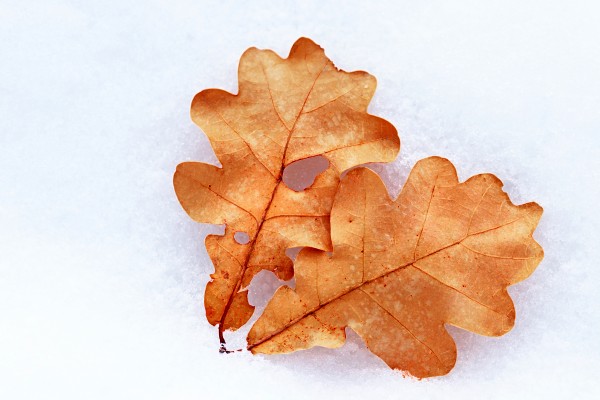 Oak Leaves On Snow by Deb Oppermann